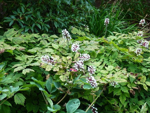 Actaea pachypoda